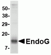 EndoG Fragment Recombinant Protein