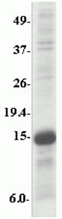 MyD88 Fragment Recombinant Protein