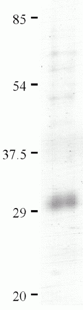 IL-33 Recombinant Protein