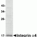 SDS-PAGE analysis of recombinant Integrin alpha 4 fragment on Coomassie Blue-stained 4-20% gradient gel.