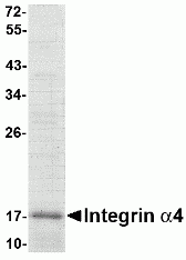 Integrin alpha 4 Recombinant Protein