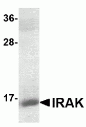 IRAK Recombinant Protein