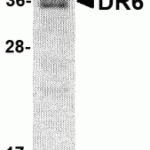 SDS-PAGE analysis of recombinant DR6 on Coomassie Blue-stained 12% SDS-PAGE gel.