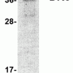 SDS-PAGE analysis of recombinant DR6 on Coomassie Blue-stained 12% SDS-PAGE gel.