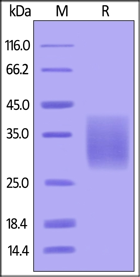ACVR2B Recombinant Protein