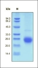 ALK 1 Recombinant Protein
