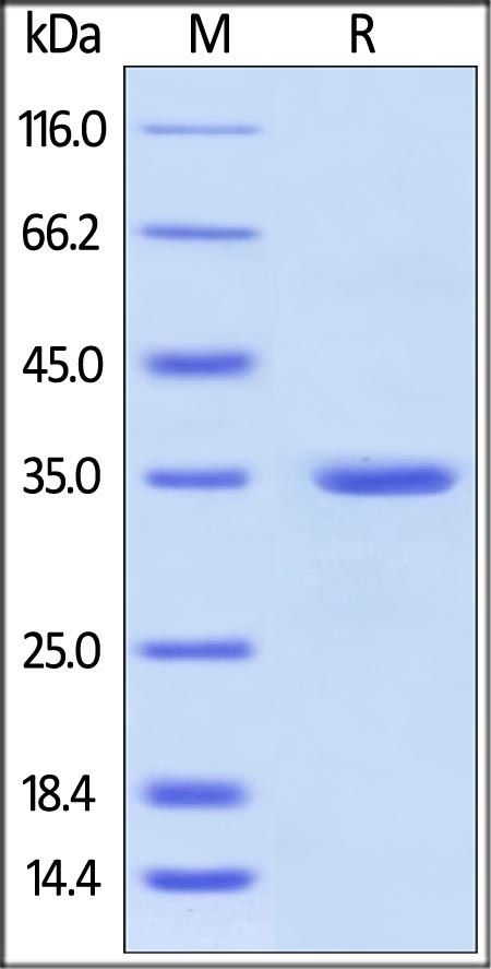 Annexin A5 Recombinant Protein