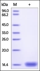 Beta 2 microglobulin Recombinant Protein