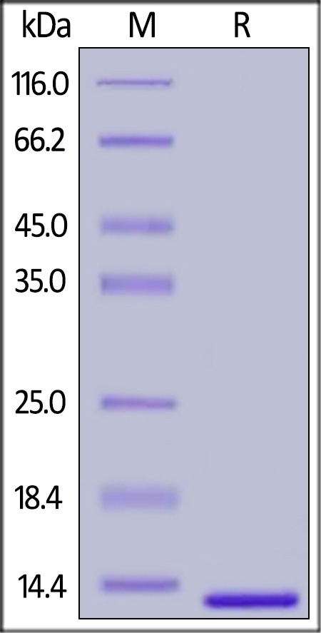 Beta 2 microglobulin Recombinant Protein
