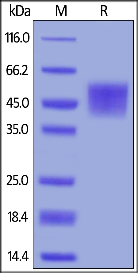 VTCN1 Recombinant Protein