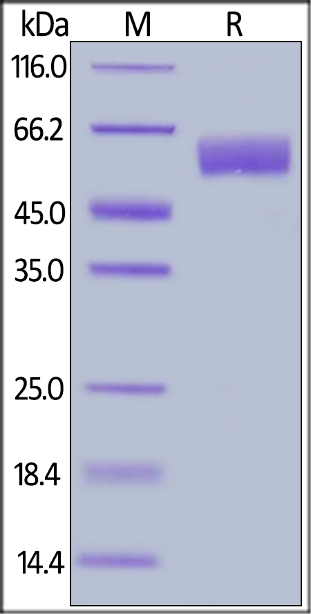 BACE1 Recombinant Protein
