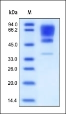 CADM1 Recombinant Protein