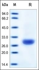 Carbonic Anhydrase 2 Recombinant Protein