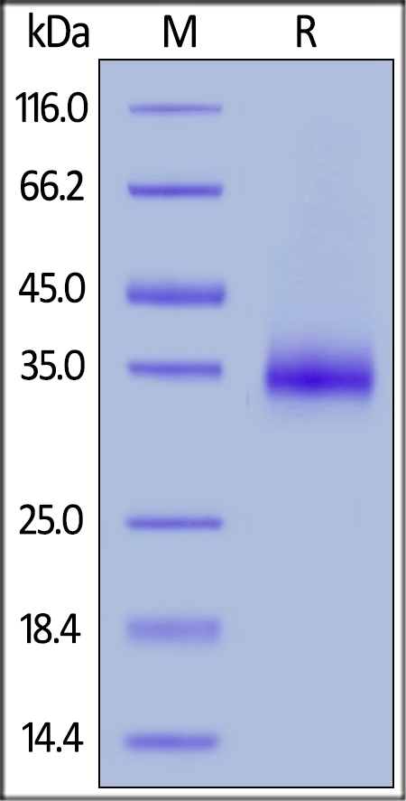 SRBC Recombinant Protein