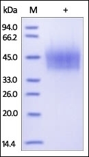 CD44 Recombinant Protein