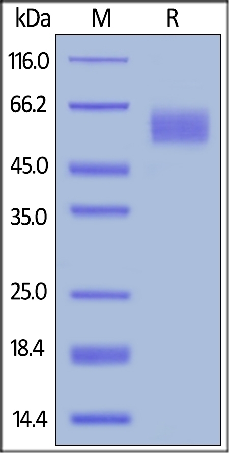 PVR Recombinant Protein