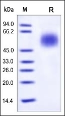 CD55 Recombinant Protein