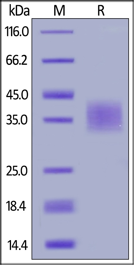 CD47 Recombinant Protein