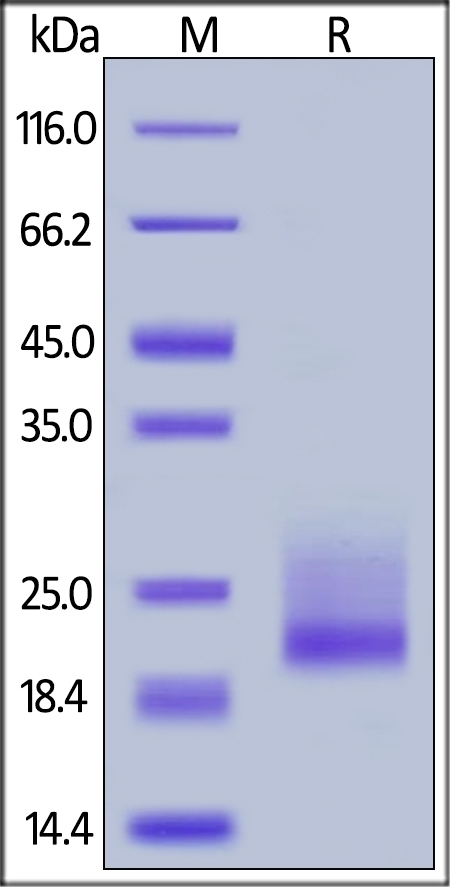 CD69 Recombinant Protein