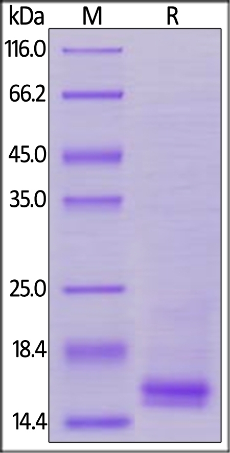 CD3 Epsilon Recombinant Protein