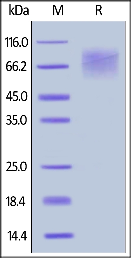 CEACAM 1 Recombinant Protein
