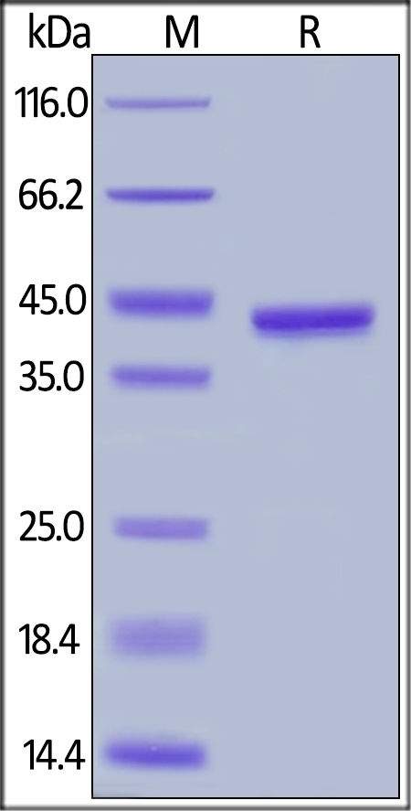 CGP 39 Recombinant Protein