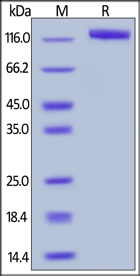 Contactin 2 Recombinant Protein