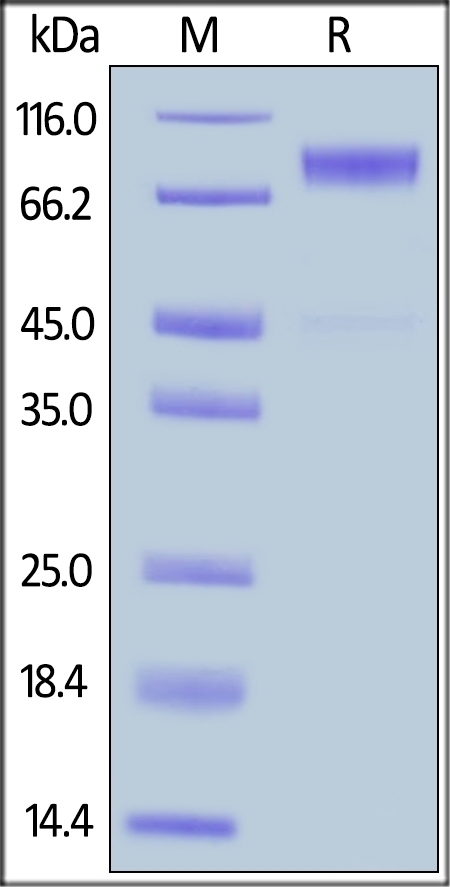 CD115 Recombinant Protein