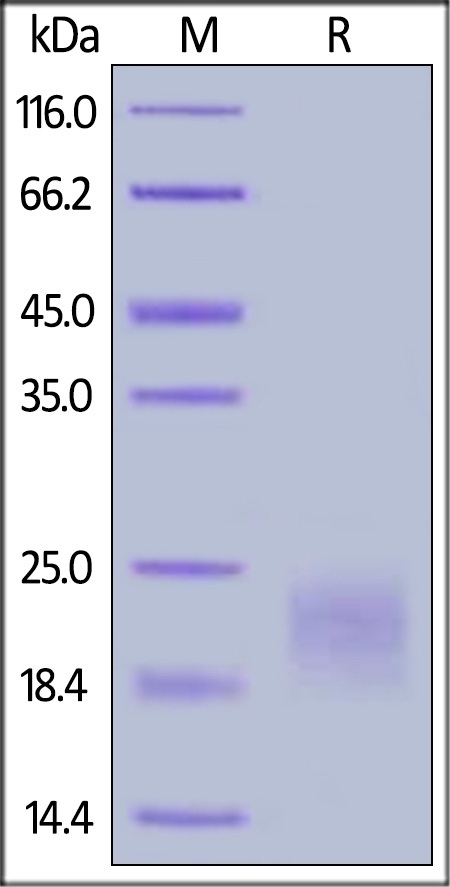 CTLA 4 Recombinant Protein