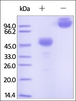 CTLA 4 Recombinant Protein