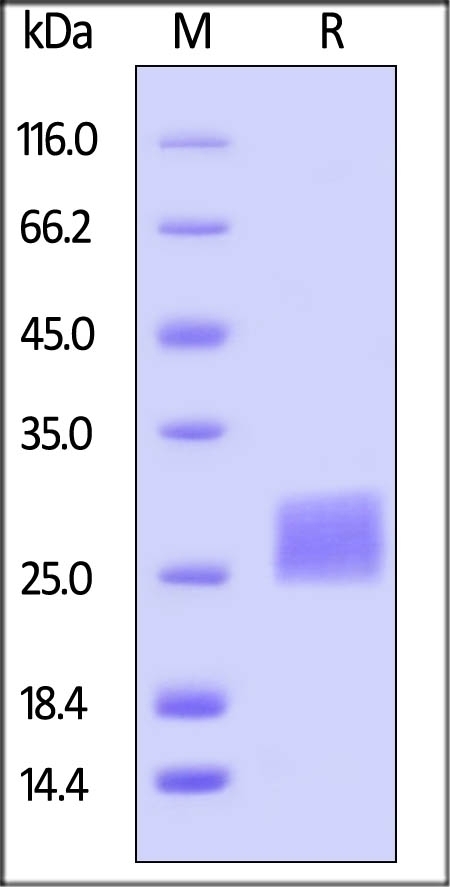 CTLA 4 Recombinant Protein