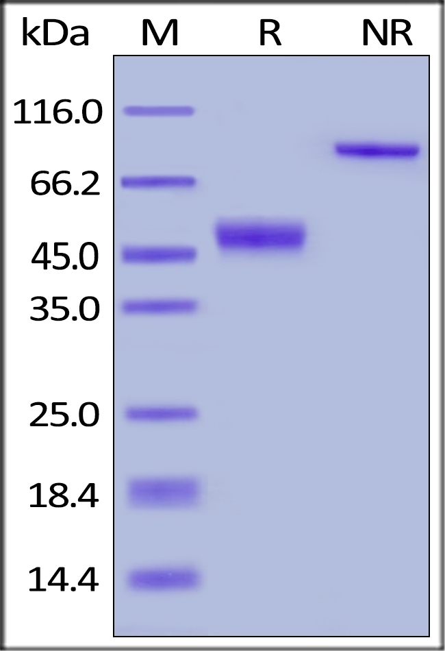 CTLA 4 Recombinant Protein