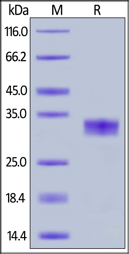 CAR Recombinant Protein