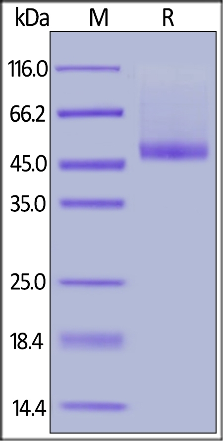 Bone proteoglycan II Recombinant Protein