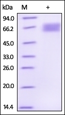 DKK 3 Recombinant Protein