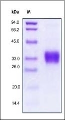 Erythropoietin Recombinant Protein