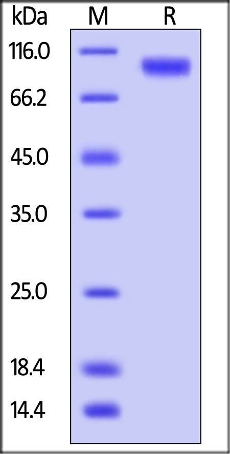 HER4 Recombinant Protein