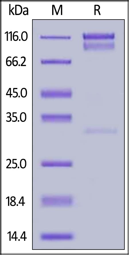 HER4 Recombinant Protein
