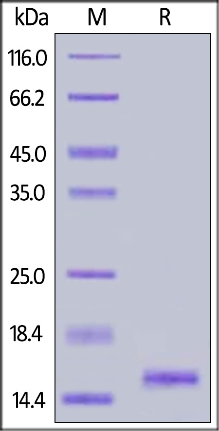 FABP 1 Recombinant Protein