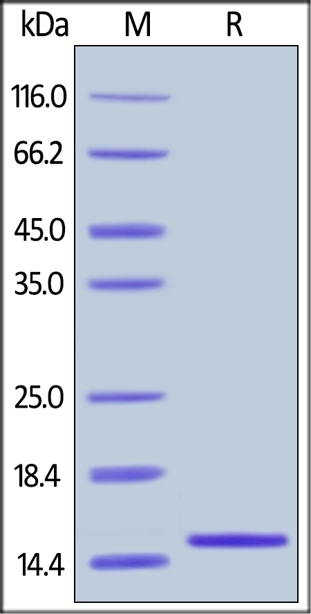 FABP 2 Recombinant Protein