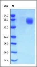 FGFR 4 Recombinant Protein
