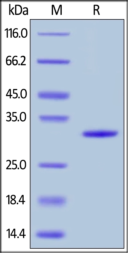 Galectin 3 Recombinant Protein