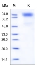 GCSFR Recombinant Protein