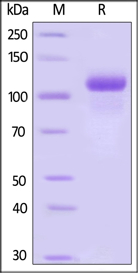 GCSFR Recombinant Protein
