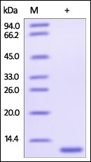 Glutaredoxin 1 Recombinant Protein