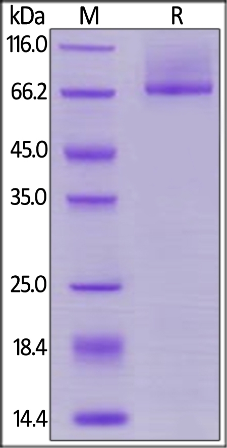 Glypican 3 Recombinant Protein