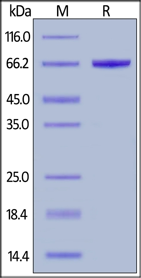 Serum Albumin Recombinant Protein