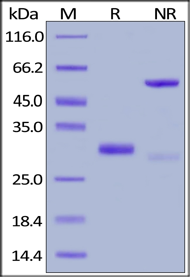 IgG4 Fc Region Recombinant Protein