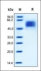 IL13 RA1 Recombinant Protein
