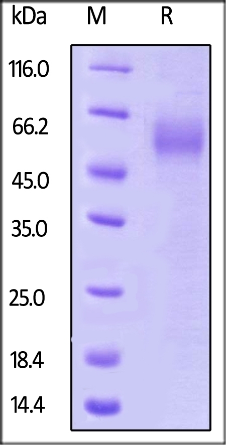 ST2 Recombinant Protein